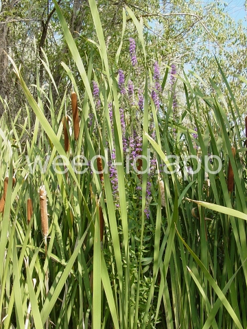 loosestrife, purple